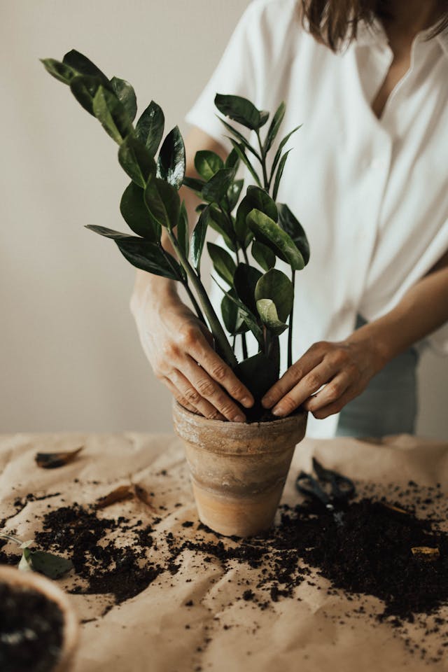 Gardening essentials